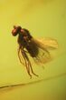 Detailed Fossil Fly (Diptera) In Baltic Amber #45148-2